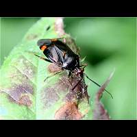 foto Deraeocoris ruber