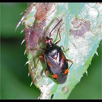 picture of Deraeocoris ruber