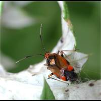 picture of Deraeocoris ruber