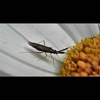 foto Heterotoma planicornis