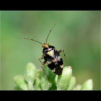 foto Liocoris tripustulatus