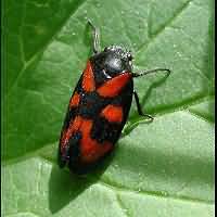 Photograph of Cercopis vulnerata