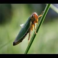 picture Cicadella viridis