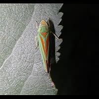 picture Rhododendron Leafhopper