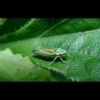 foto Graphocephala fennahi