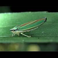 picture Graphocephala fennahi