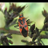 foto Corizus hyoscyami