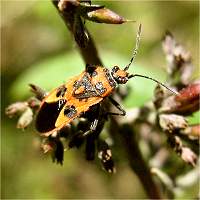 foto Corizus hyoscyami