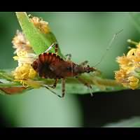 foto Himacerus mirmicoides