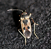 Photograph of Rhyparochromus vulgaris