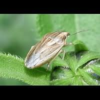 picture Bishop's Mitre Shield Bug