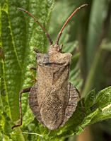 fotof van Zuringwants / Coreus marginatus