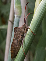 fotof van Zuringwants / Coreus marginatus