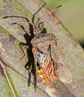 fotof van Zuringwants / Coreus marginatus