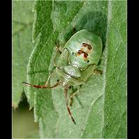 Photograph Elasmostethus interstinctus larva