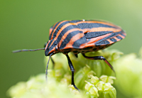 picture of Graphosoma lineatum