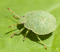 foto Palomena prasina