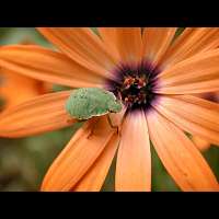 photograph of th Green Shield Bug