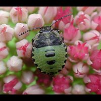 Photograph of Palomena prasina