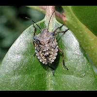 Photograph of Pentatoma rufipes larva