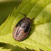 picture Piezodorus literatus larva