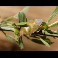 foto Piezodorus lituratus, masc.