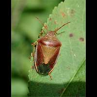 foto Piezodorus lituratus