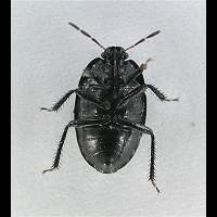 foto Sehirus luctuosus