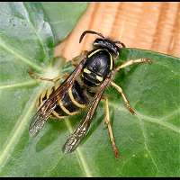 picture Cuckoo Wasp