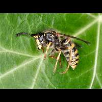 picture Cuckoo Wasp