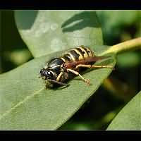 picture Dolichovespula saxonica