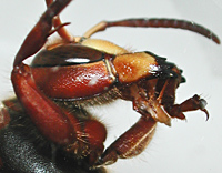 picture Vespa crabro