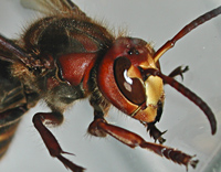 picture Vespa crabro