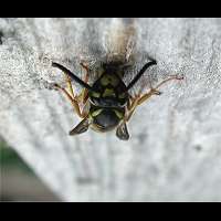 picture Vespula germanica