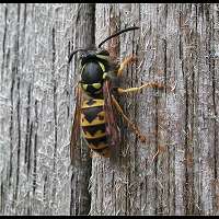 picture German Wasp