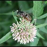 picture Vespula vulgaris