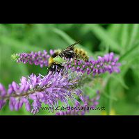 picture Bombus distinguendus