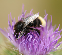 foto van Bombus lapidarius met de rode vlek in witte variatie