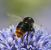 foto van Steenhommel