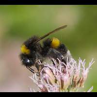 photograph Bombus lucorum