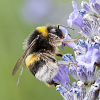 foto Veldhommel