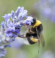 foto Veldhommel