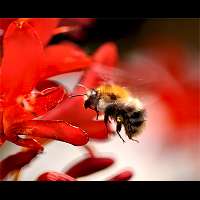 photograph Bombus pascuorum