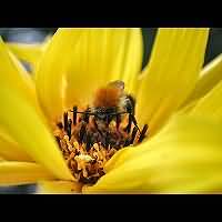 picture Common Carder Bee