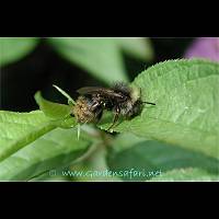 picture Red-shanked Carder Bee