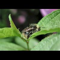 picture Bombus ruderarius