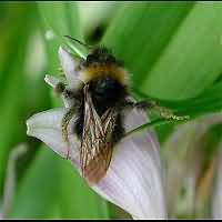 picture Bombus sylvestris