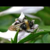 picture Four-coloured Cuckoo Bee