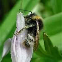 picture Four-coloured Cuckoo Bee