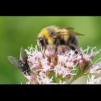 picture Earth Bumblebee